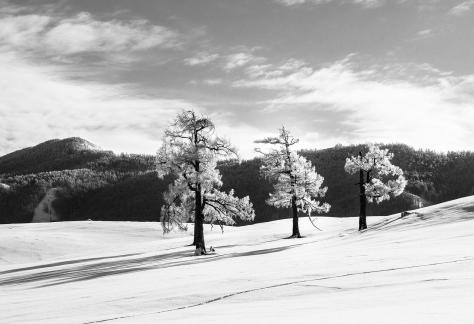 Trees in Silver Attire